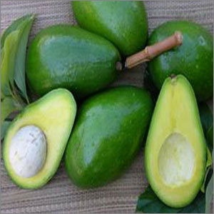 Fresh Avocado