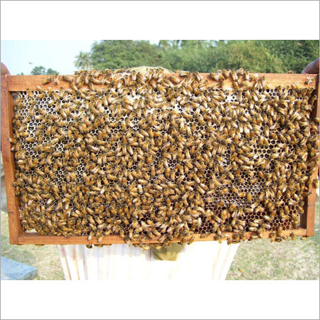 Honey comb with A.mellifera bees
