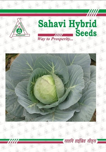 Cabbage F1 Venus-65