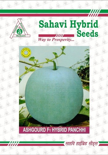 Ashgourd F1 Hybrid Panchhi