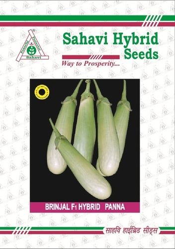 Brinjal F1 Hybrid Panna