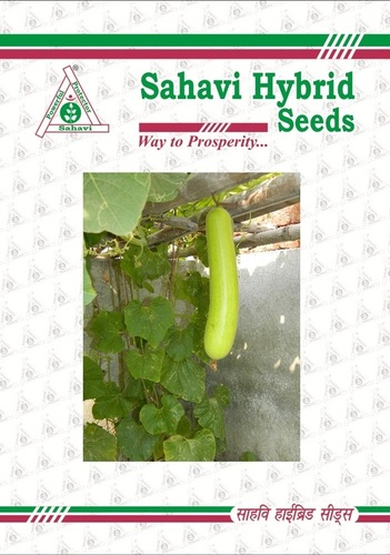 Ghiya Seeds