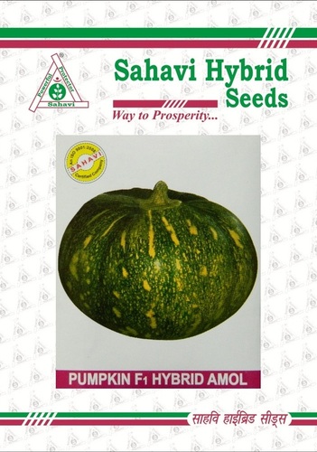 Pumpkin F1 Hybrid Amol