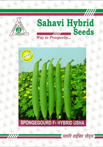 Sponge Gourd F1 Hybrid Usha
