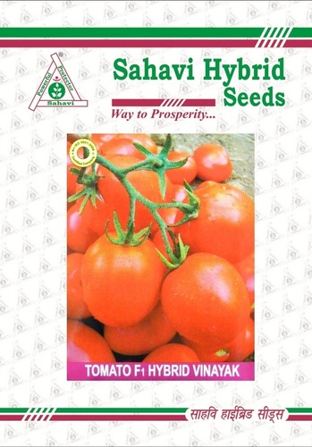 Tomato F1 Hybrid Vinayak
