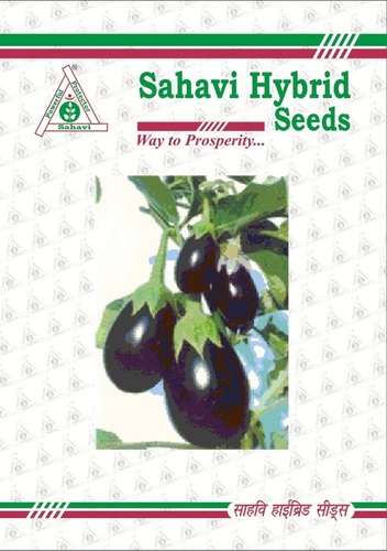 Brinjal F1 Hybrid Harsh