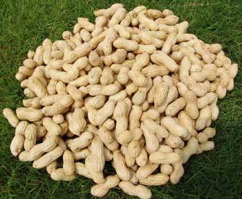 Raw Groundnut