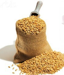 Wheat Seed
