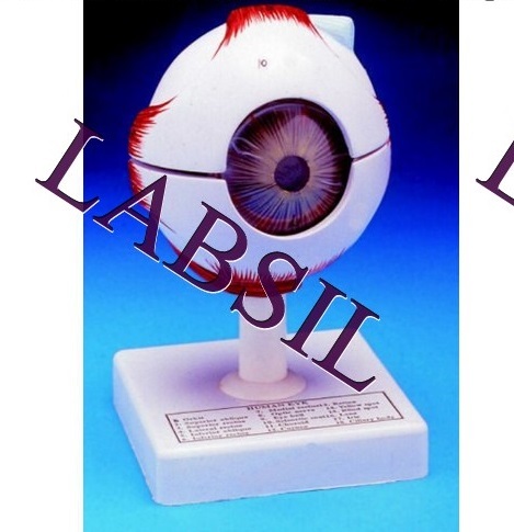 human Eye