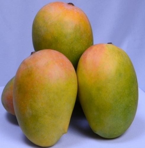 Natural Yellow Jumbo Kesar Mango