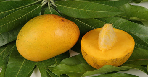 Yellow Kesar Mango