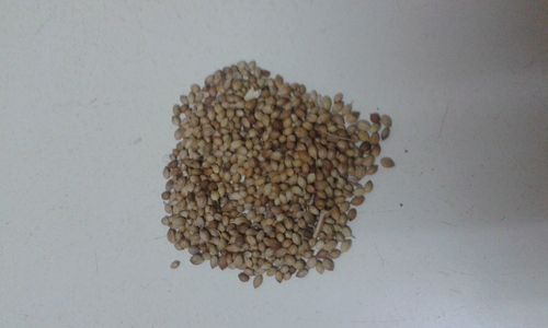 Coriander Seeds