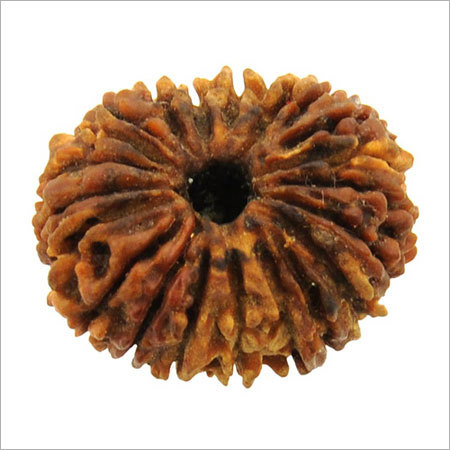 14 Mukhi