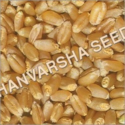 WH 711 Wheat Seeds