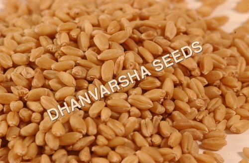 Wheat Seed Hd 2851