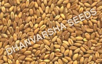 Wheat Seeds