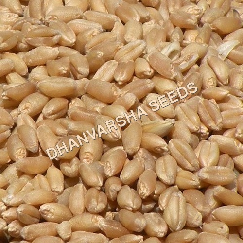 HD 2894 Wheat Seed