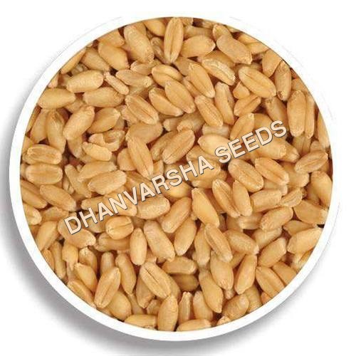 HD 2733 Wheat Seed