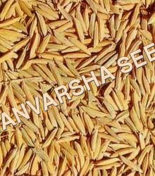 HBC 19 Paddy Seed