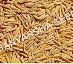 Csr 30 Paddy Seed
