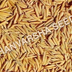 IPB 1460 Paddy Seed