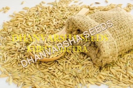 HBC 47 Paddy Seed