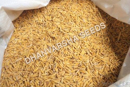 PPB 1509 Paddy Seed