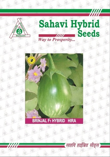 Brinjal F1 Hybrid Hira