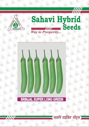 Brinjal Super Long Green