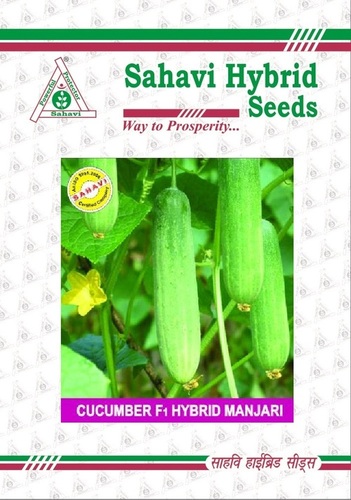 Cucumber F1 Hybrid Manjari
