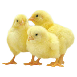 Chick Feeds