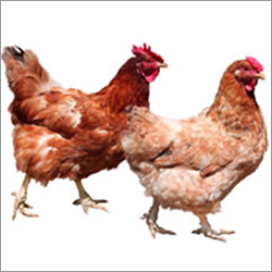 Poultry Feed Supplement