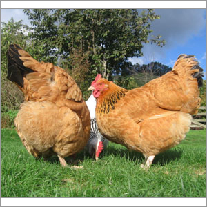 Poultry Buff Sussex Supplement