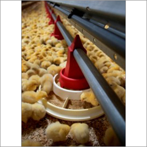 Poultry Chick Feed