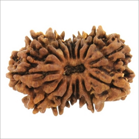 Rare Rudraksha Seeds