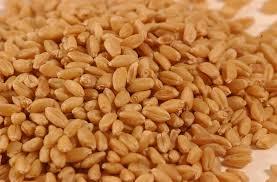Wheat Grain