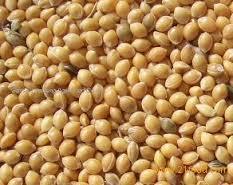 Yellow Millet