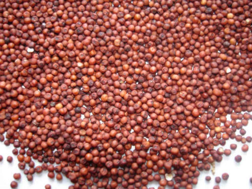 Ragi, Nachni, Finger millet