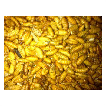Fresh Silkworm Pupae By S. A. K. SILKS