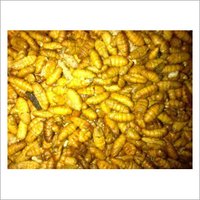 Fresh Silkworm Pupae