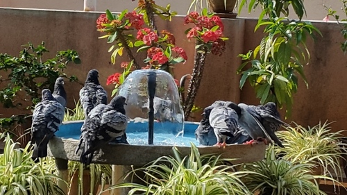 Black Bird Bath