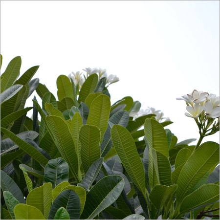 Our Plant