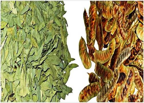 Senna Leaves