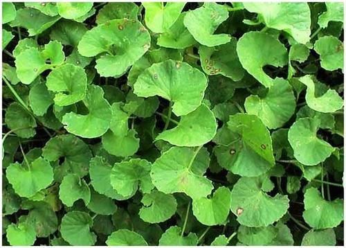 Centella Asiatica Extract