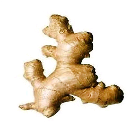 DRY GINGER ROOT POWDER EXTRACT