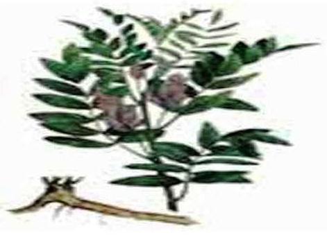 GLYCYRRHIZA GLABRA or LICORICE