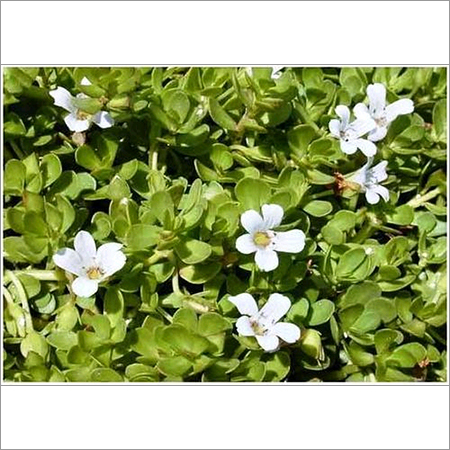 Gymnema Sylvestre Dry Extracts Age Group: Suitable For All