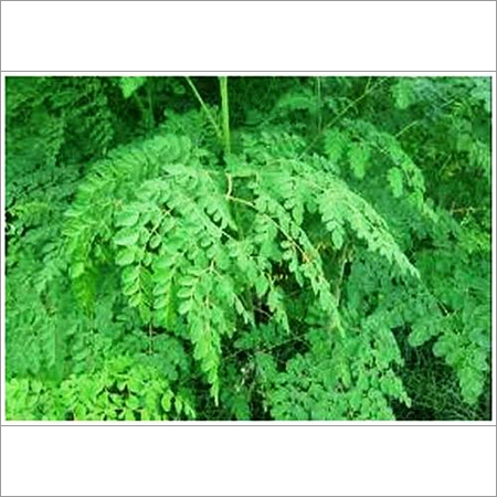 MORINGA OLEIFERA