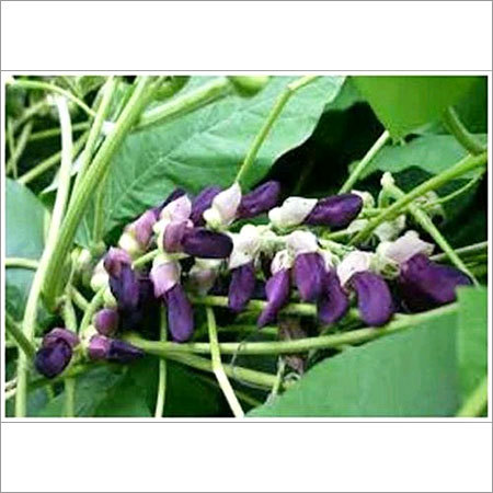 MUCUNA PRURIENS POWDER EXTRACT