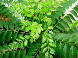 Curry Leaves